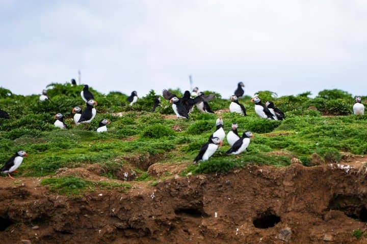 Puffin Tour by RIB Speedboat — Express Tour from Reykjavík