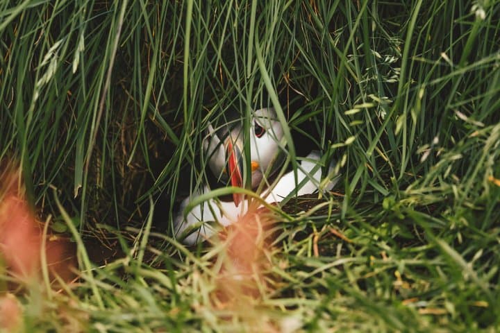 Enchanted Eastfjords Elves, Puffins, Vok Baths from Seydisfjordur