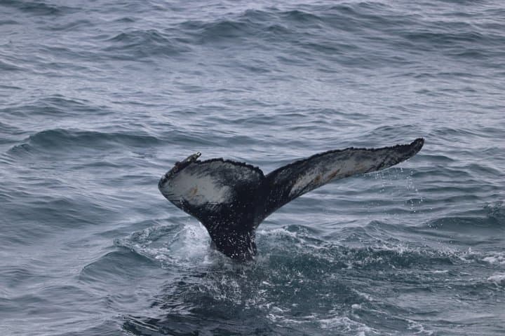 Whale Watching Adventure in Akureyri