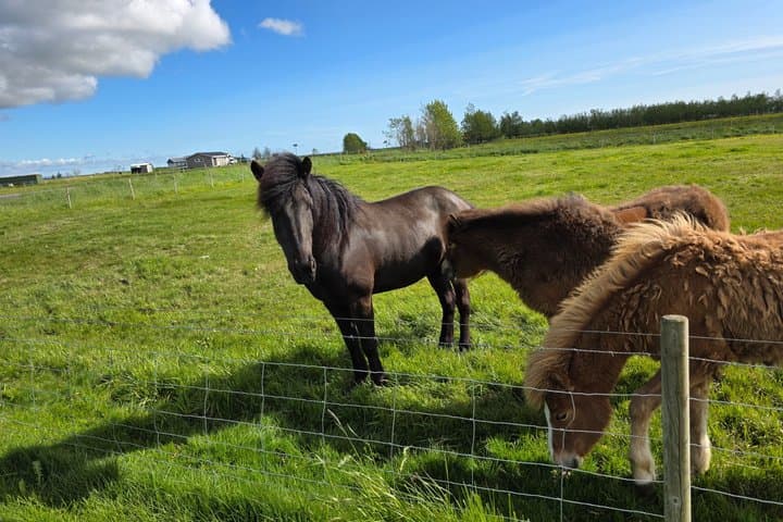 South Coast Private Tour from Reykjavik to Iconic Attractions