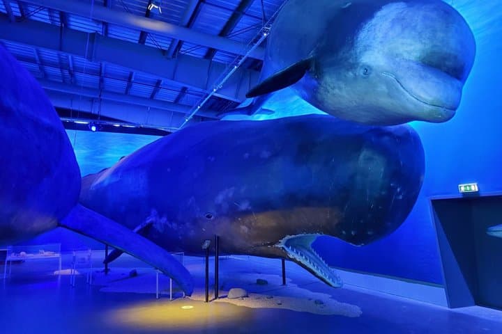Whales of Iceland: An Ocean Giants Experience