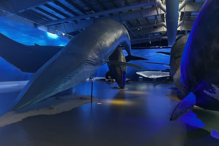 Whales of Iceland: An Ocean Giants Experience