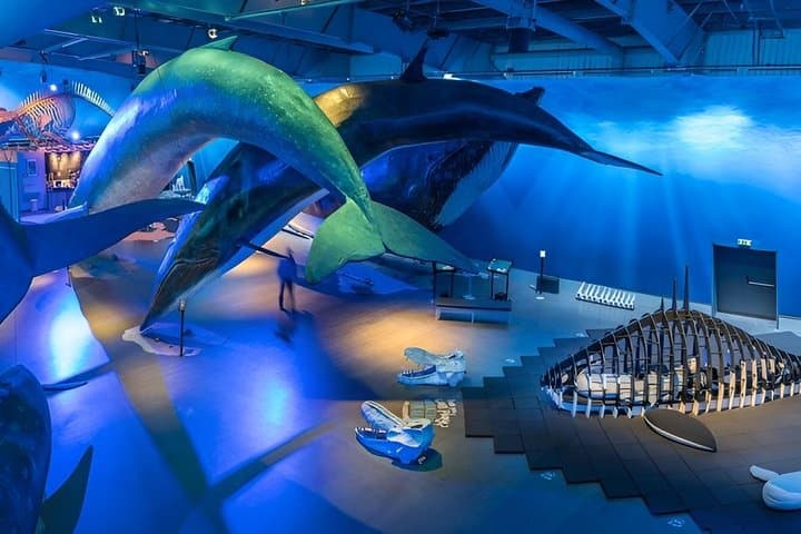 Whales of Iceland: An Ocean Giants Experience