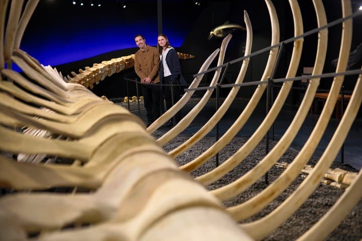 Húsavík Whale Museum Ticket
