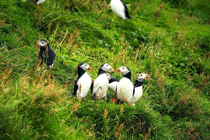 Vestmannaeyjar, Puffins & Volcanoes Small Group Day Tour
