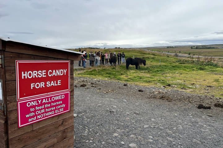 Golden Circle & Meet the Icelandic Horses - Small Group Tour