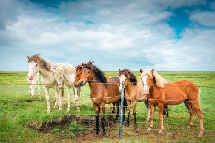 Golden Circle & Meet the Icelandic Horses - Small Group Tour